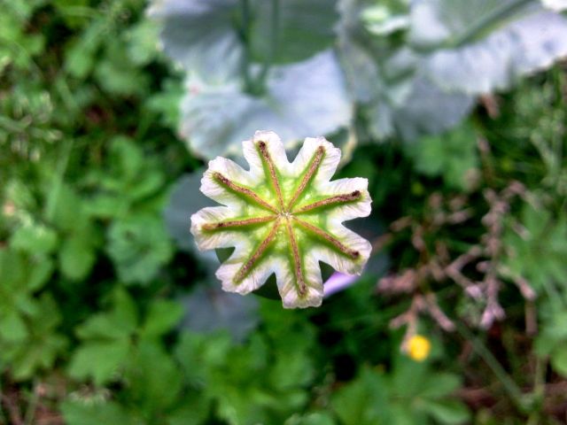 Papaver somniferum (Pavot somnifère) - Capsule du Dessus