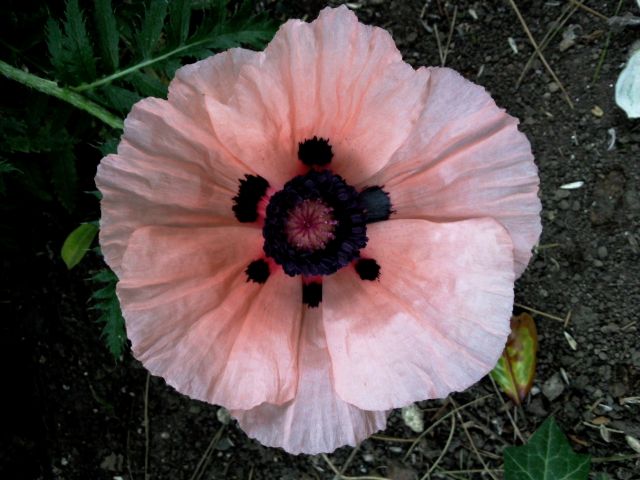 Papaver (Pavot) - Face, rose