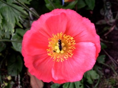 Papaver nudicaule (Pavot d'Islande) - Face, rose