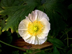 Papaver nudicaule (Pavot d'Islande) - Face, blanc