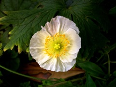 Papaver nudicaule (Pavot d'Islande) - Face, blanc