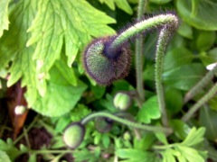 Papaver nudicaule (Pavot d'Islande) - Bouton