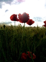 Papaver rhoeas