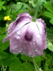 Papaver somniferum (Pavot somnifère) - Dessous