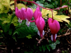 Dicentra spectabilis - Rose