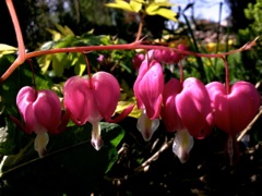 Dicentra spectabilis - Profil, rose