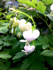 Dicentra spectabilis - Blanc