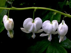 Dicentra spectabilis - Profil blanc