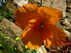 Papaver dubium (Pavot douteux) - Orange