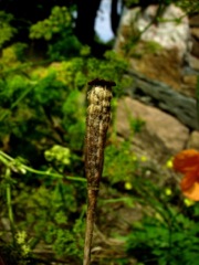 Papaver dubium (Pavot douteux) - Capsule