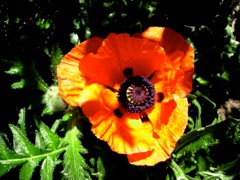 Papaver (Pavot) - Rouge