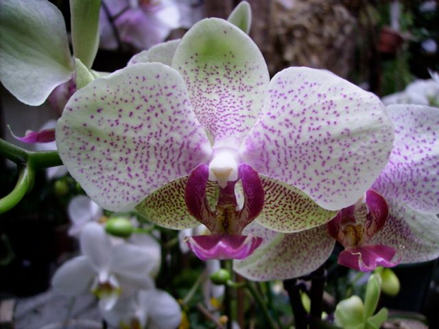 Phalaenopsis - Blanc maculé fushia