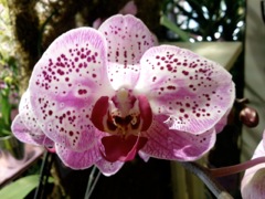 Phalaenopsis - Maculé rose