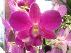 Phalaenopsis - Rose