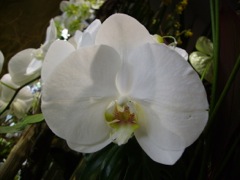 Phalaenopsis - Blanc et jaune