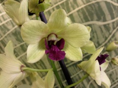 Phalaenopsis - Jaune pâle et labelle fushia