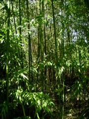 Phyllostachys  (Bambou) - Forêt de bambous
