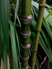 Bambou à déterminer