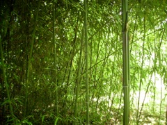 Phyllostachys  (Bambou) - Lisière