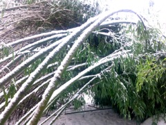 Phyllostachys  (Bambou) - Poids de la neige