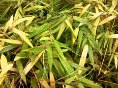 Phyllostachys aureosulcata (Bambou Jaune) - Feuilles