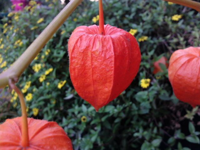 Physalis alkekengi (Amour en cage) - Rouge