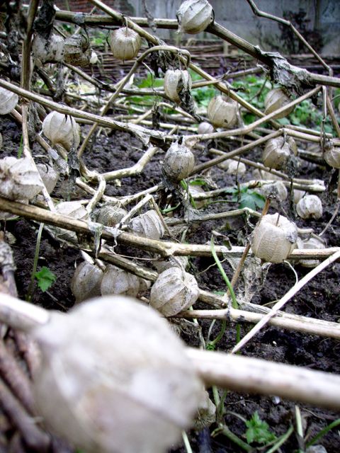 Physalis peruviana (Coqueret du Pérou) - Février