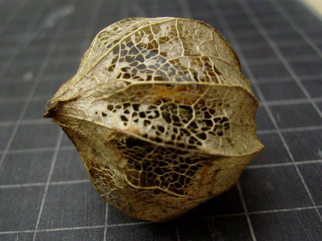 Physalis peruviana (Coqueret du Pérou) - Profil sec