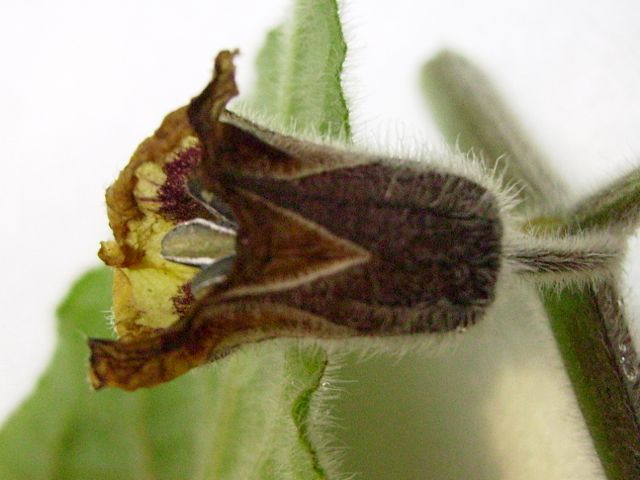 Physalis peruviana (Coqueret du Pérou) - Calice