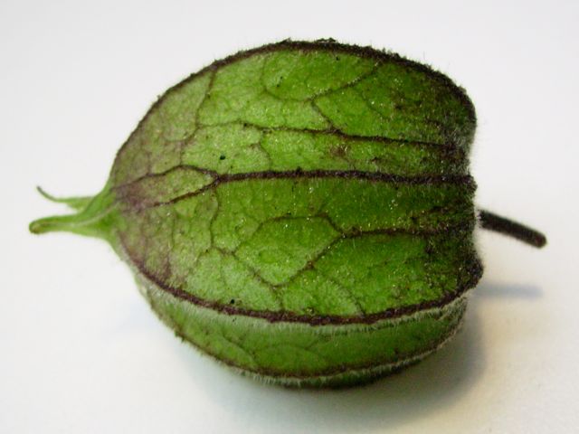 Physalis peruviana (Coqueret du Pérou) - Profil