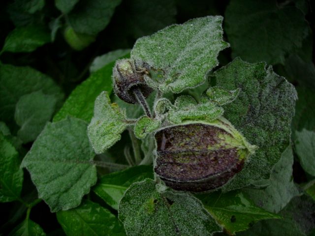 Physalis peruviana (Coqueret du Pérou) - Feuilles