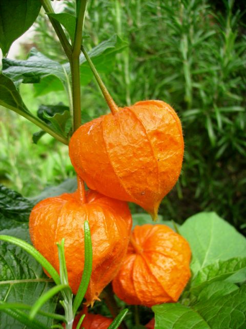 Physalis alkekengi (Amour en cage) - Orange