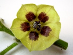Physalis peruviana (Coqueret du Pérou) - Fleur de face