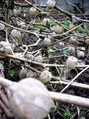 Physalis peruviana (Coqueret du Pérou) - Février