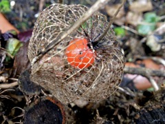 Physalis alkekengi (Amour en cage) - Fruit rouge