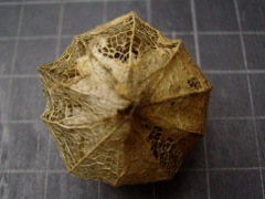 Physalis peruviana (Coqueret du Pérou) - Dessus sec
