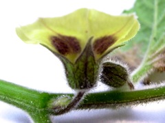 Physalis peruviana (Coqueret du Pérou) - Fleur de profil