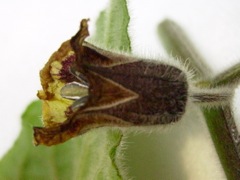 Physalis peruviana (Coqueret du Pérou) - Calice