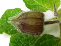 Physalis peruviana (Coqueret du Pérou) - Calice refermé