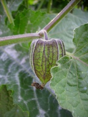 Physalis peruviana (Coqueret du Pérou) - Calice vert