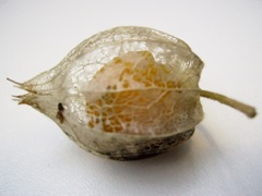 Physalis peruviana (Coqueret du Pérou) - Calice sec
