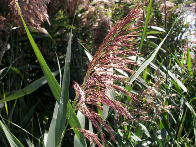 Phragmites australis (Roseau commun) - Plumeau