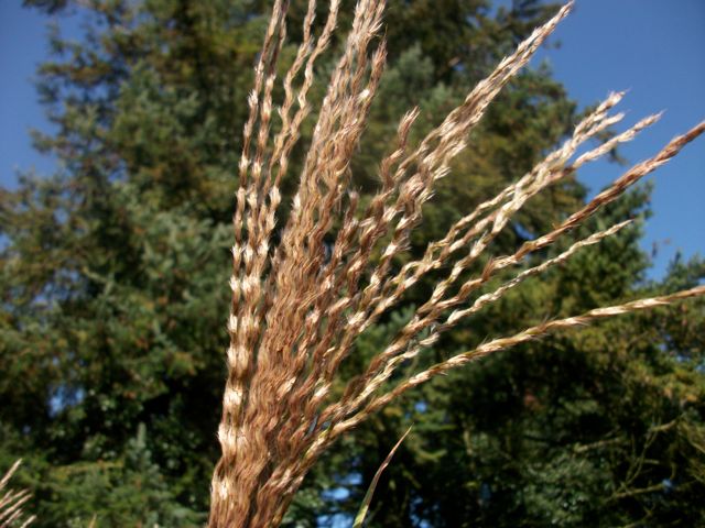 Miscanthus sinensis (Roseau de Chine) - Panaché