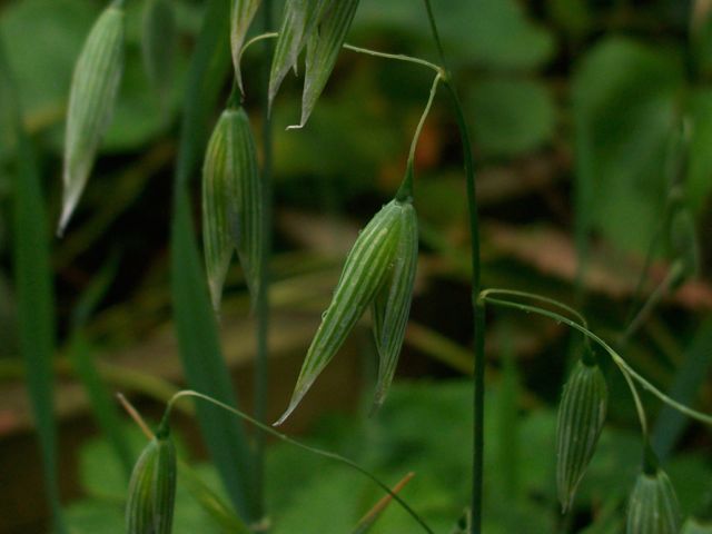 Avena (Avoine) - vert