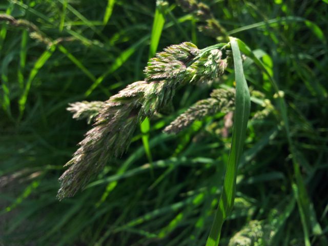 Dactylis glomerata (Dactyle pelotonné)