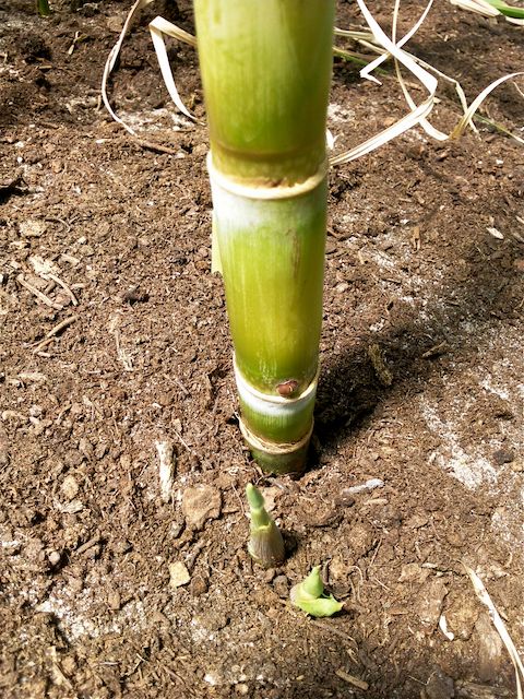 Saccharum (Canne à sucre) - Verte