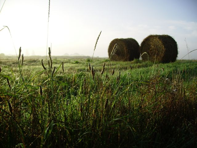 Rouleaux de paille