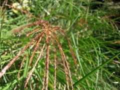 Miscanthus sinensis (Roseau de Chine)