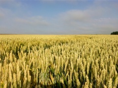 Champ de blé