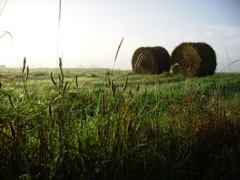 Rouleaux de paille